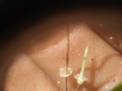 Hylodesmum nudiflorum