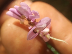 Hylodesmum nudiflorum
