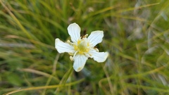 Parnassia cirrata intermedia