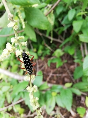 Placosternus guttatus