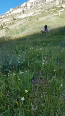 Parnassia cirrata intermedia