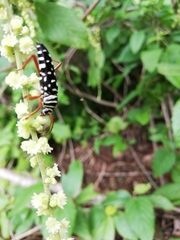 Placosternus guttatus