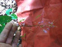 Hylodesmum nudiflorum