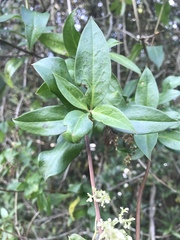 Valeriana