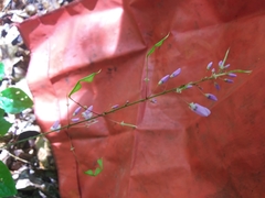 Hylodesmum nudiflorum