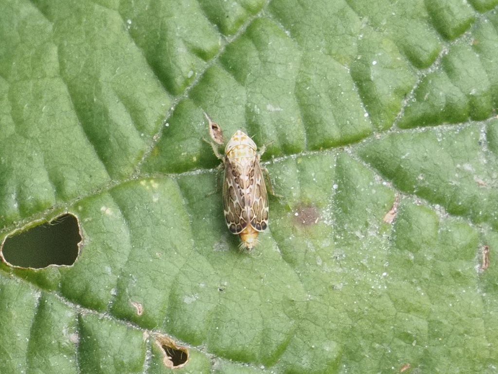 Errastunus ocellaris