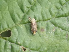 Errastunus ocellaris