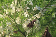 Polygonus leo arizonensis