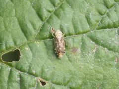 Errastunus ocellaris