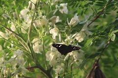 Polygonus leo arizonensis