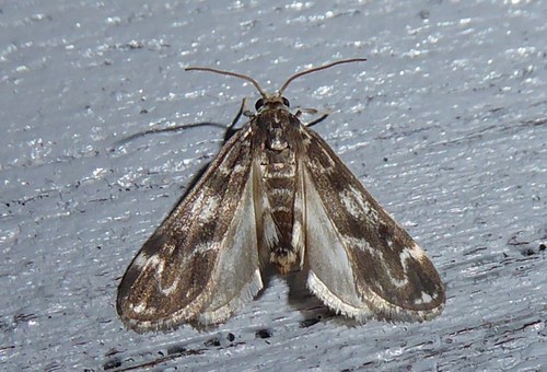 Pond moth photo 5