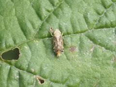 Errastunus ocellaris