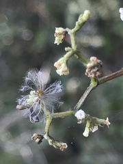 Valeriana