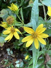 Helianthus eggertii