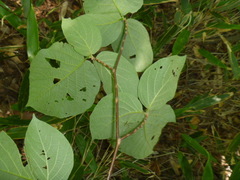 Styrax obassia