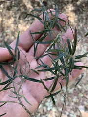 Maerua rosmarinoides