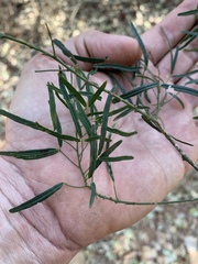 Maerua rosmarinoides