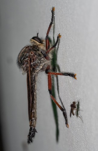 Neoaratus hercules photo 4