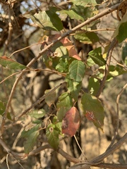 Combretum padoides