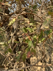 Combretum padoides
