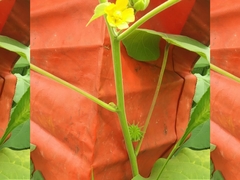 Abutilon theophrasti