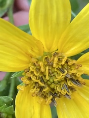Helianthus eggertii