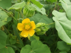 Abutilon theophrasti