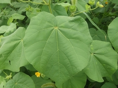 Abutilon theophrasti