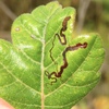 Stigmella Prunifoliella Group - Photo (c) Dan MacNeal, some rights reserved (CC BY), uploaded by Dan MacNeal