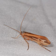 Limnephilus ornatus