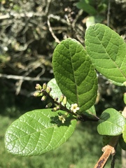 Citharexylum sulcatum