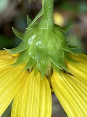 Helianthus eggertii