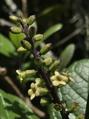 Citharexylum sulcatum
