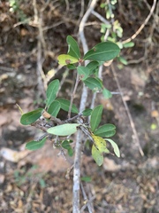 Erythroxylum delagoense