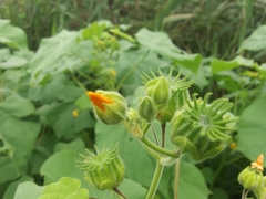 Abutilon theophrasti