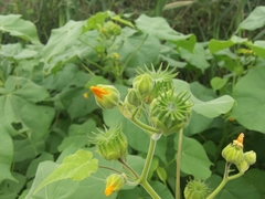 Abutilon theophrasti