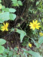 Helianthus eggertii