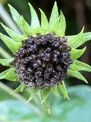 Helianthus eggertii