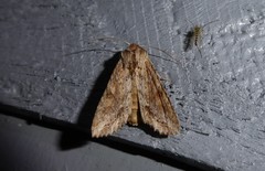 Ichneutica mollis