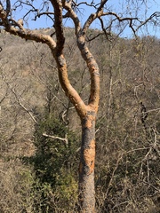 Commiphora harveyi