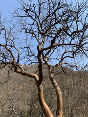 Commiphora harveyi