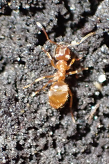 Lasius minutus