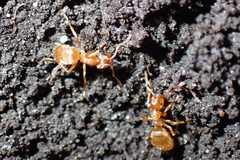 Lasius minutus