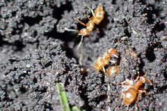 Lasius minutus