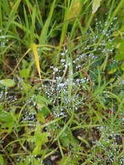 Gypsophila paniculata