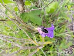 Epicauta cinctipennis