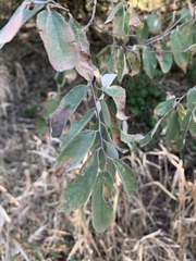 Grewia bicolor bicolor