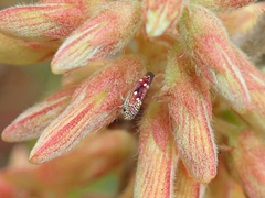 Macugonalia leucomelas