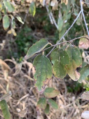 Grewia bicolor bicolor