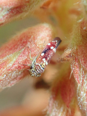 Macugonalia leucomelas